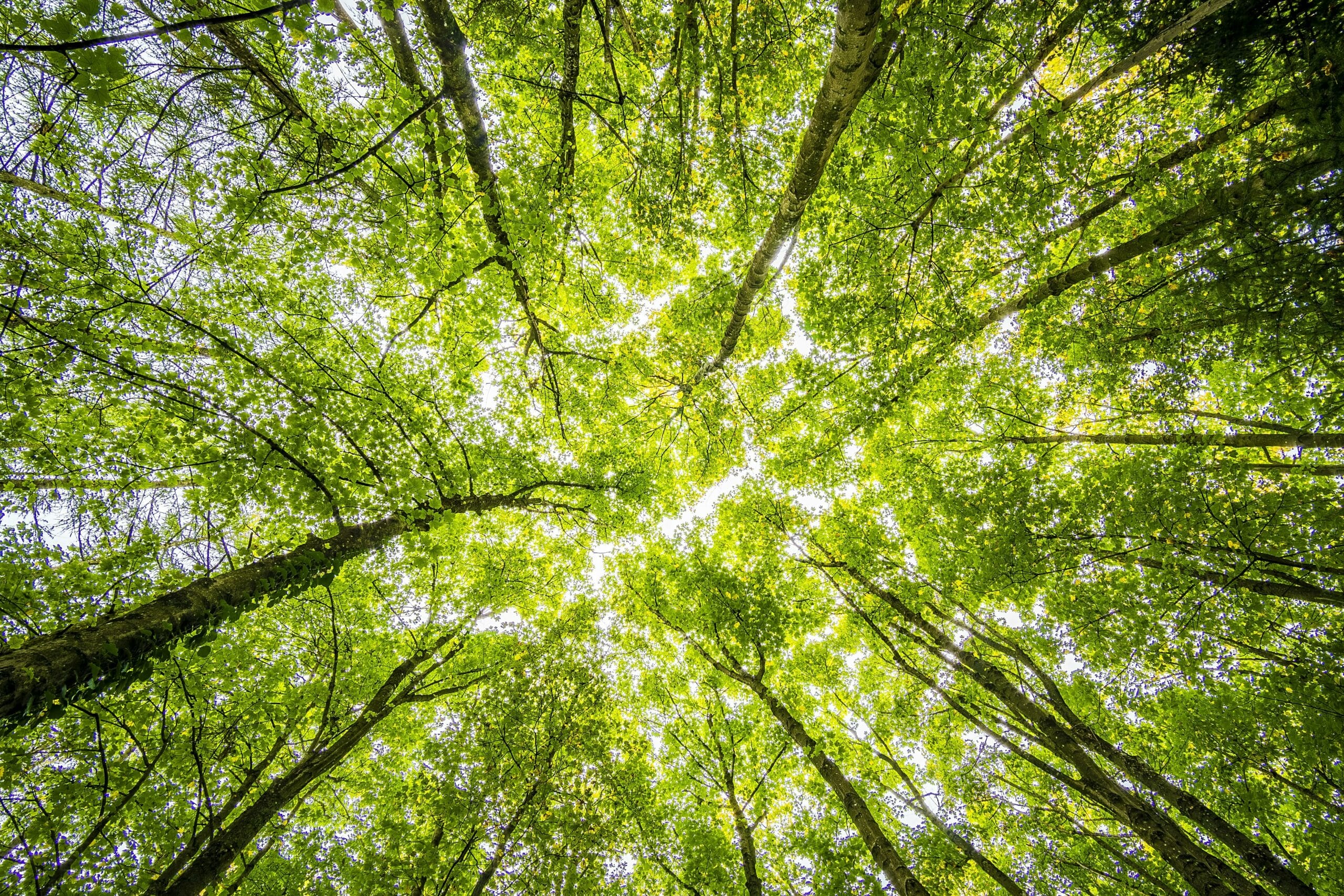 pexels-felixmittermeier-957024-scaled